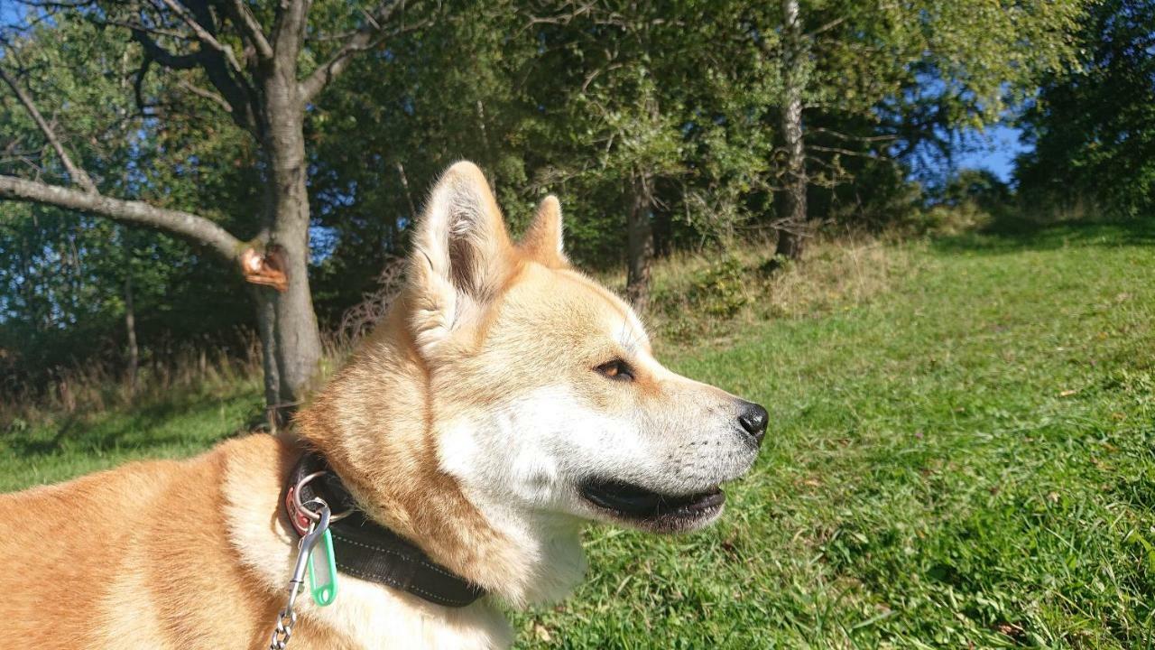 Apartamenty Widokowa Korbielów Kültér fotó